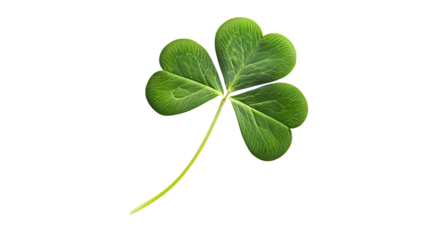 Four Leaf Clover Shamrock Isolated on White - Fresh and Vibrant Lucky Charm Image