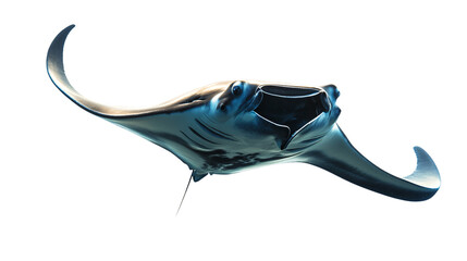 Majestic Manta Ray Isolated on Transparent Background with Clipping Path