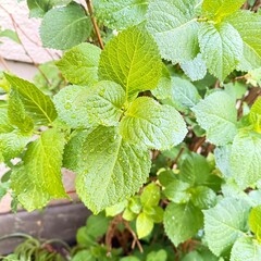 fresh mint leaves