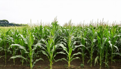 Obraz premium a field of corn is shown in a white background
