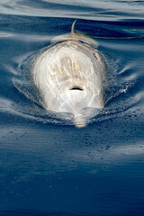 cuvier beaked whale on sea surface