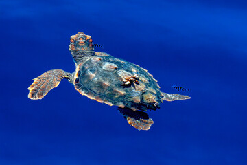 caretta caretta baby sea turtle newborn with parasites on his back