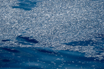 Thousand velella velalla by-the-wind-sailors are not true jellyfish, but hydroids
