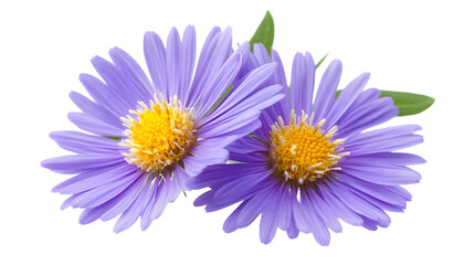 Two vibrant purple flowers with yellow centers