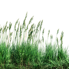 Obraz premium Green grass, reed isolated on white background and texture, clipping path --v 7.0