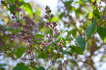 the lilacs are beginning to bloom