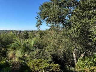 Fototapeta premium landscape photo - lush trees in the forest beneath a cloudless blue sky - Escondido, California, USA