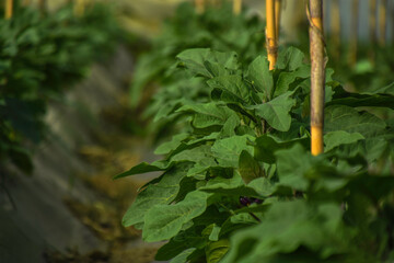 Greenhouse farms in state of Jijel, Algeria, growing eggplant cultivation in Africa, agriculture in North Africa, planting fresh vegetables, vegetable production in greenhouses, glasshouse hothouse.