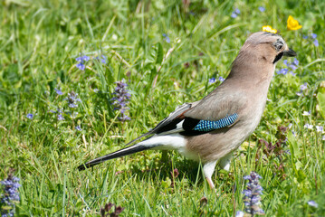 Eurasian Jay (Garrulus glandarius) sitting on a grass field in Zurich, Switzerland