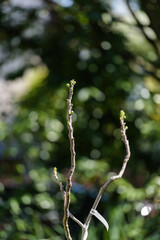 A slender fig tree branch with small green buds emerges in early spring, standing sharply against a softly blurred garden background filled with sunlit foliage and bokeh