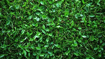Obraz premium Lush Green Grass Texture: A Vibrant Close-Up of Nature's Carpet