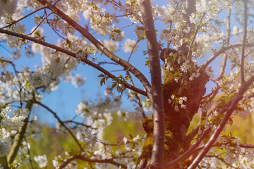 Closeup of a tree with white blossoms and moss-covered trunk illuminated by sunlight under a vivid blue sky capturing the vibrant mood of full spring bloom