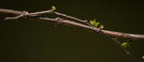 Closeup of a vine branch with tiny green leaves sprouting under warm sunlight against a dark blurred background capturing the subtle renewal of spring