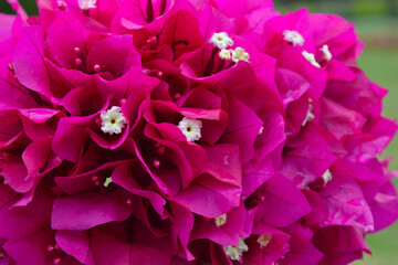 Bougainvillea spectabilis, also known as great bougainvillea. Blooming Bougainvillea. Pink flowers....