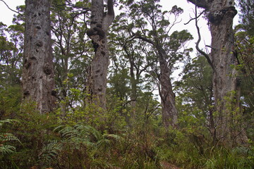 Fototapeta premium Forest at Bibbulmun Track Short Walk in the Walpole-Nornalup National Park, Western Australia, Australia 