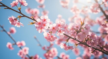 Cherry blossoms bask in sunlight branches reaching up to a brilliant blue sky