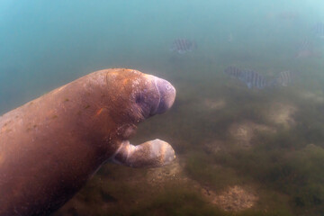 West Indian Manatee (Trichechus manatus) in Crystal River, Florida, USA