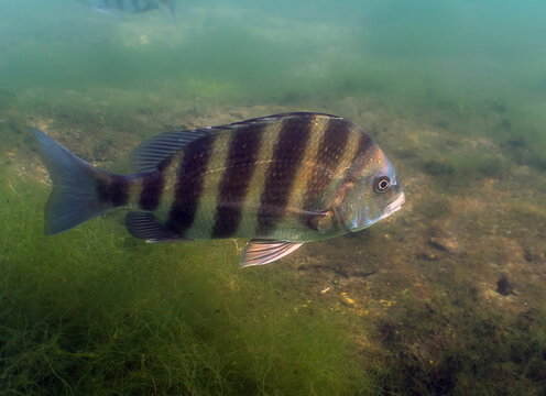 A Sheepshead (Archosargus probatocephalus) in Crystal River, Florida, USA