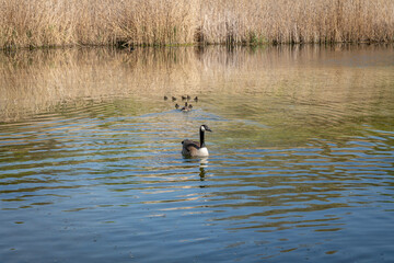 Nanterre, France - 04 11 2025: A Gray goose swimming in the pond and a cane with its young is behind.
