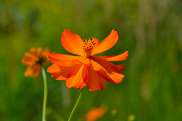 Cosmos sulphureus in orange flower. Cosmos sulphureus is a species of flowering plant in the...