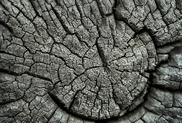 Texture of an old cracked tree stump. Interesting background part of an oak beam