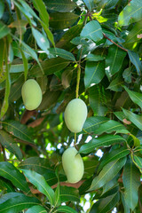Raw green mango on tree.