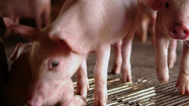 Cute small piglet on the farm. group of mammals waiting for feed. swine in the pigpen