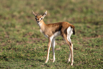 gazelle de thomson