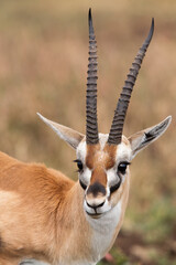 gazelle de thomson