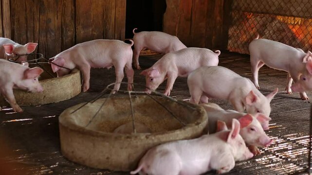 Cute small piglet on the farm. group of mammals waiting for feed. swine in the pigpen