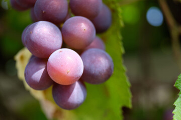 Bunch of green grapes close-up
