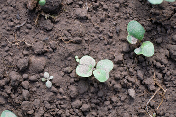 Small seedling leaves, the plant sprouted from the ground