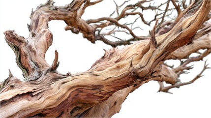 Captivating weathered driftwood against a serene white backdrop showcasing intricate textures and organic forms in a minimalist composition with a natural aesthetic