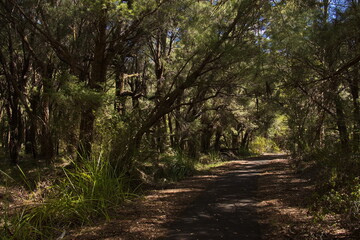 Hiking track at Big Brook Dam at Pemberton, Western Australia, Australia
