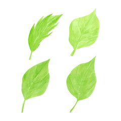 Fototapeta premium Hand drawn watercolor herbs leaves. Illustration of food isolated on white background. Can be used for label, card, scrapbook and other printed products.