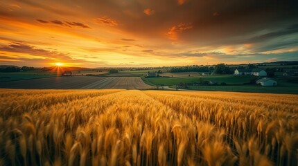 Obraz premium Golden Wheat Field at Sunset with Dramatic Sky Landscape