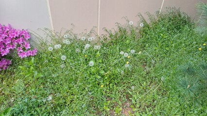 grass and flowers