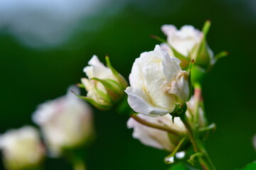寺尾中央公園のバラ（新潟県）