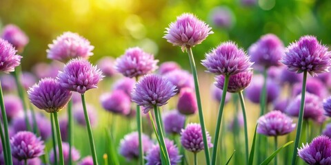 Obraz premium A field of vibrant purple chive blossoms bathed in soft sunlight, showcasing delicate petals and slender stems, creating a picturesque scene of natural beauty.