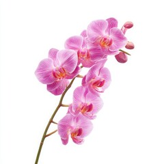 Pink orchid flower blossom isolated on white background