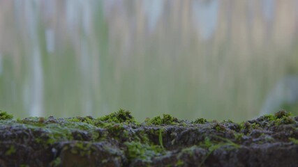 Green, moss-covered rocks fill the foreground as a soft curtain of backlit water streams down in the background. - Powered by Adobe