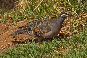 Common Bronzewing in Augusta, Western Australia, Australia
