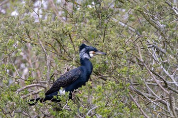 Cormoran perché sur un arbre feuillu