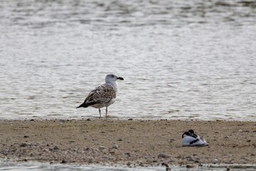Seagull and Duck on a Sandy Beach by the Water