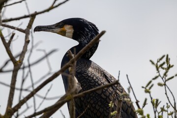 Gros plan d'un grand cormoran