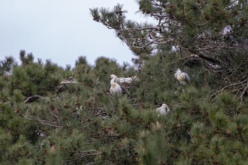 Spatules blanches dans un arbre
