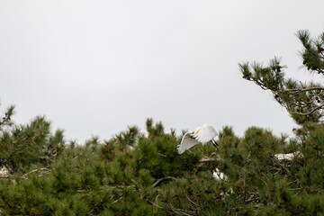 White Spoonbill in Flight Over Pine Trees