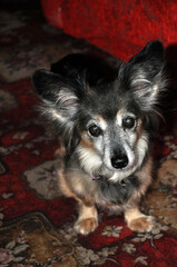 Obraz premium small mongrel dog portrait at home looks towards the camera colorful background