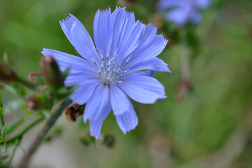 flower on the meadow close-up of green leaves developed