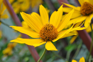Rudbeckia yellow flower in the garden green leaves close up
